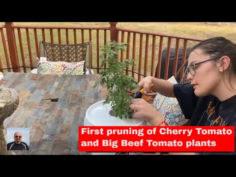 Dutch Bucket Tomatoes - first pruning after transplant