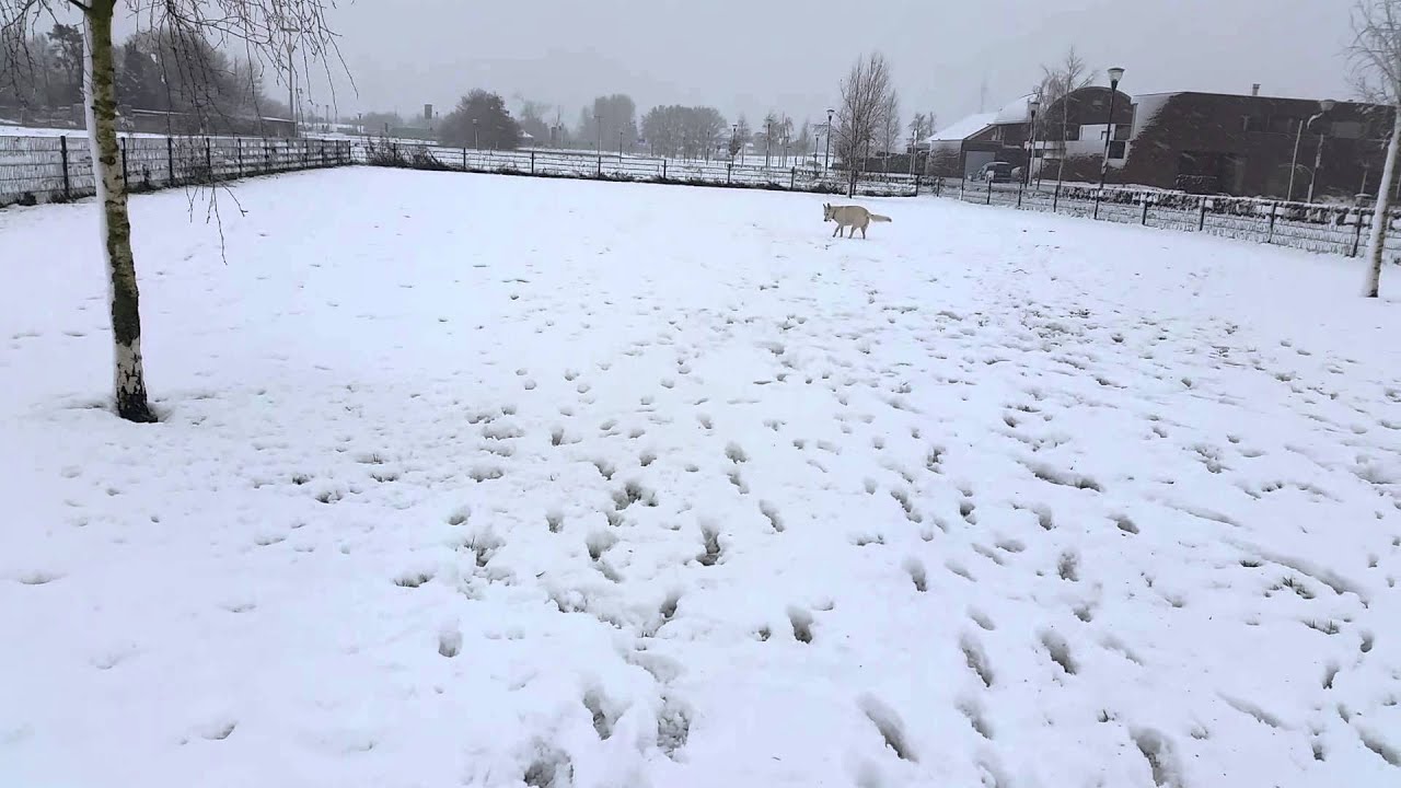 Lex white shepherd husky in snow January 2015
