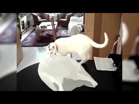 Have a Laugh at the Crazy Cats Chased by a Bag Funny cats Compilation