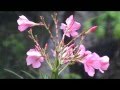 oleandar flowers in the rain 
