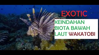 Download lagu Keindahan Biota Bawah Laut Pulau Untu Wakatobi mp3 Download lagu Keindahan Biota Bawah Laut Pulau Untu Wakatobi mp3