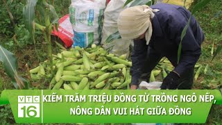 10kg ngô không mua nổi 1 bát phở, nông dân Sơn La điêu đứng