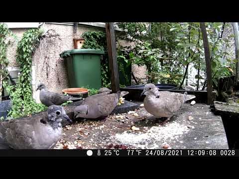 Wildkamera Blusmart 24.08.2021 mein kleines Garten Gewusel