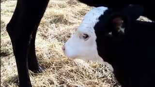 Milk Cow Blues - LEVON HELM.wmv