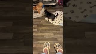 Video preview image #1 Chihuahua Puppy For Sale in Middlesex, NC, USA
