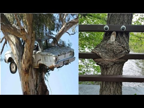 How Did That Things Get Stuck in the Tree? Video