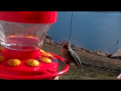 Anna's Hummingbirds - March 6, 2021