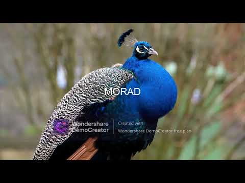 animal planet cats beautiful animal  2022