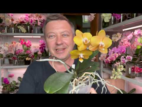 новые орхидеи // обзор ароматных цветущих орхидей