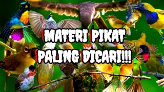 Download lagu Burung Ribut || Materi Super Untuk Pikat Burung Susah Turun mp3