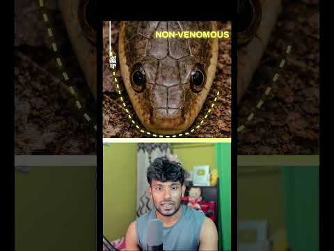 Venomous vs Non-Venomous: How to Tell!