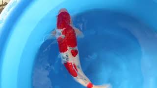 video van Sanke  SA-V23-01237