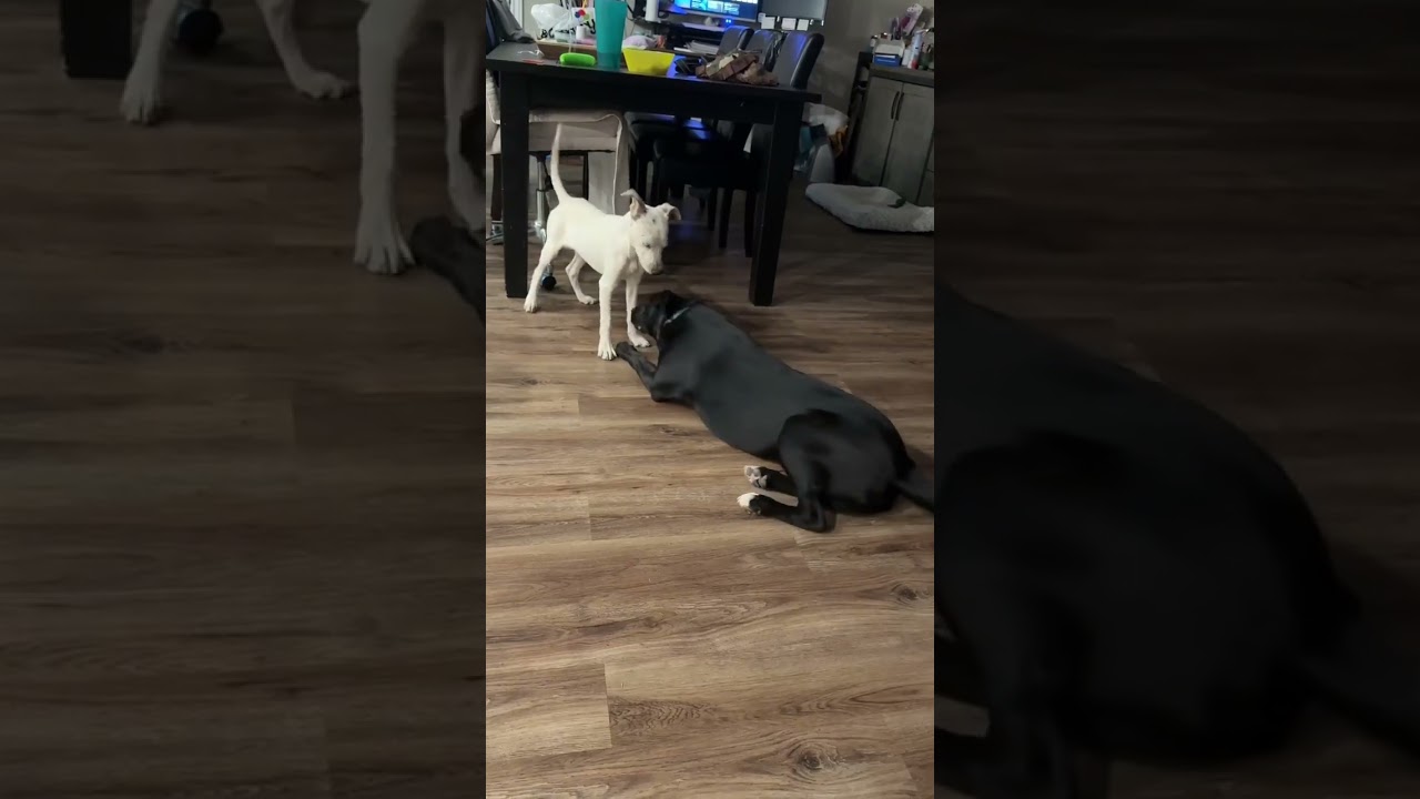 Enlarge Pip, a Adoptable mixed breed in Denver , CO video 2/6