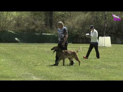 FMBB 2025 - first place Mondioring Cat.I 197 points (DarkFall Y-Diego and Ciprian Cordoș). DOGMASTER