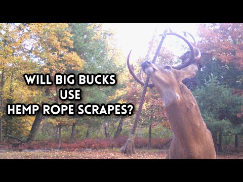Will Big Bucks use Hemp Rope Scrapes?