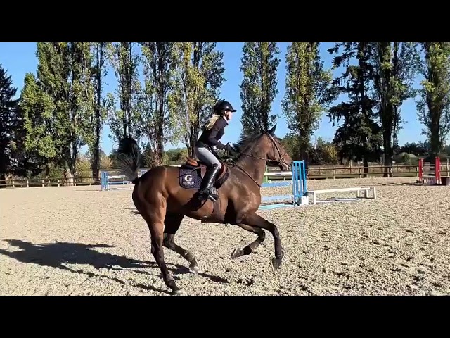 Top 145 Mare for Amateur, Juniors & Young Riders