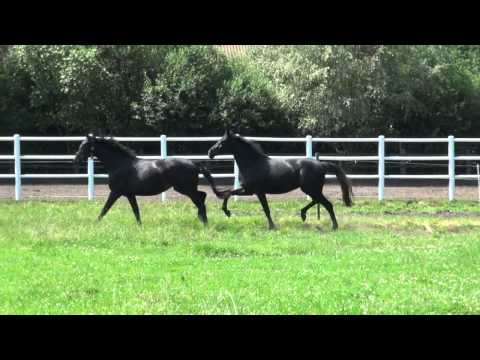 2 jährige Stute von Feedback