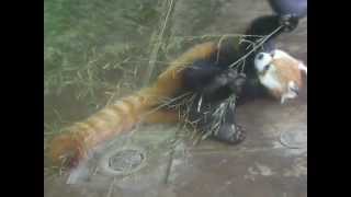 preview picture of video '夢見ヶ崎動物公園～レッサーパンダ/Sichuan Red Panda愛らしい「カリン」'