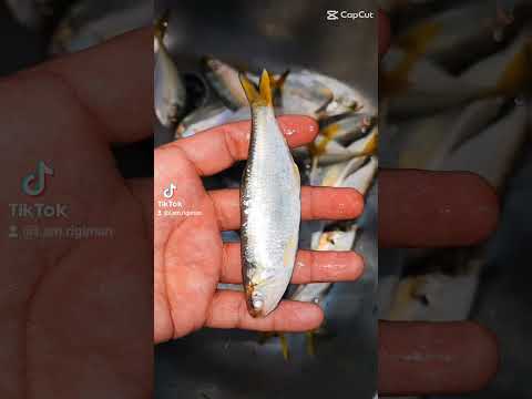 Spesis Ikan Hasil bertukang dari pukul 730-10am#CapCut #rigiman #rigimanvideo #casting #fishing