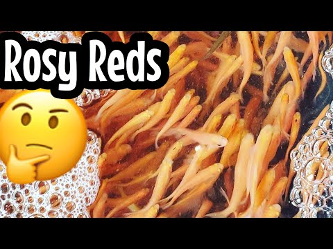 Rosy Red Minnow Fish Care