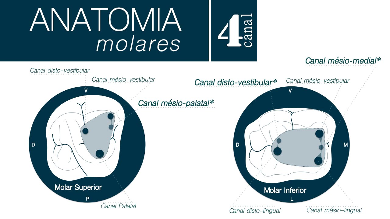 Passos operatórios do Preparo do Canal Radicular