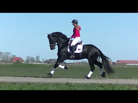 Stal Okkema's Albert v. Jasper 366 hengst 2016