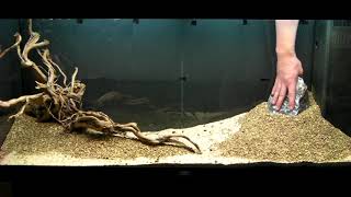 Aquarium Setup - Aquascape - Step by Step and Final Product - Live Planted Fish Tank