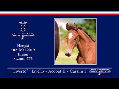 Holsteiner Elite-Fohlenauktion 2019 - Nr. 28 Liverto v. Livello-Acobat II