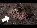 15 MOST DANGEROUS ANIMALS In The World
