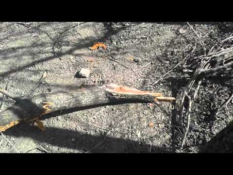 De-ale lui Dorel de Scoposeni...