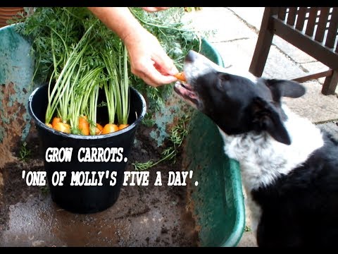 Grow Carrots.  Harvest carrots from a small bucket