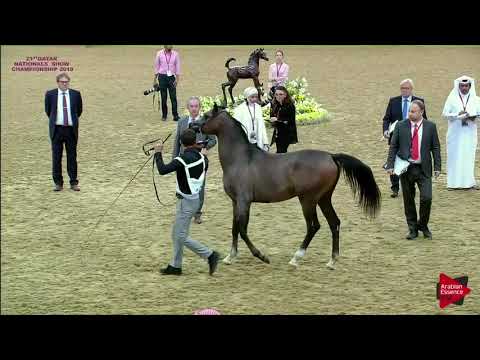 N 191 DHAFER AL SRAIYA   21st Qatar National 2018   Yearling Colts Class 6A