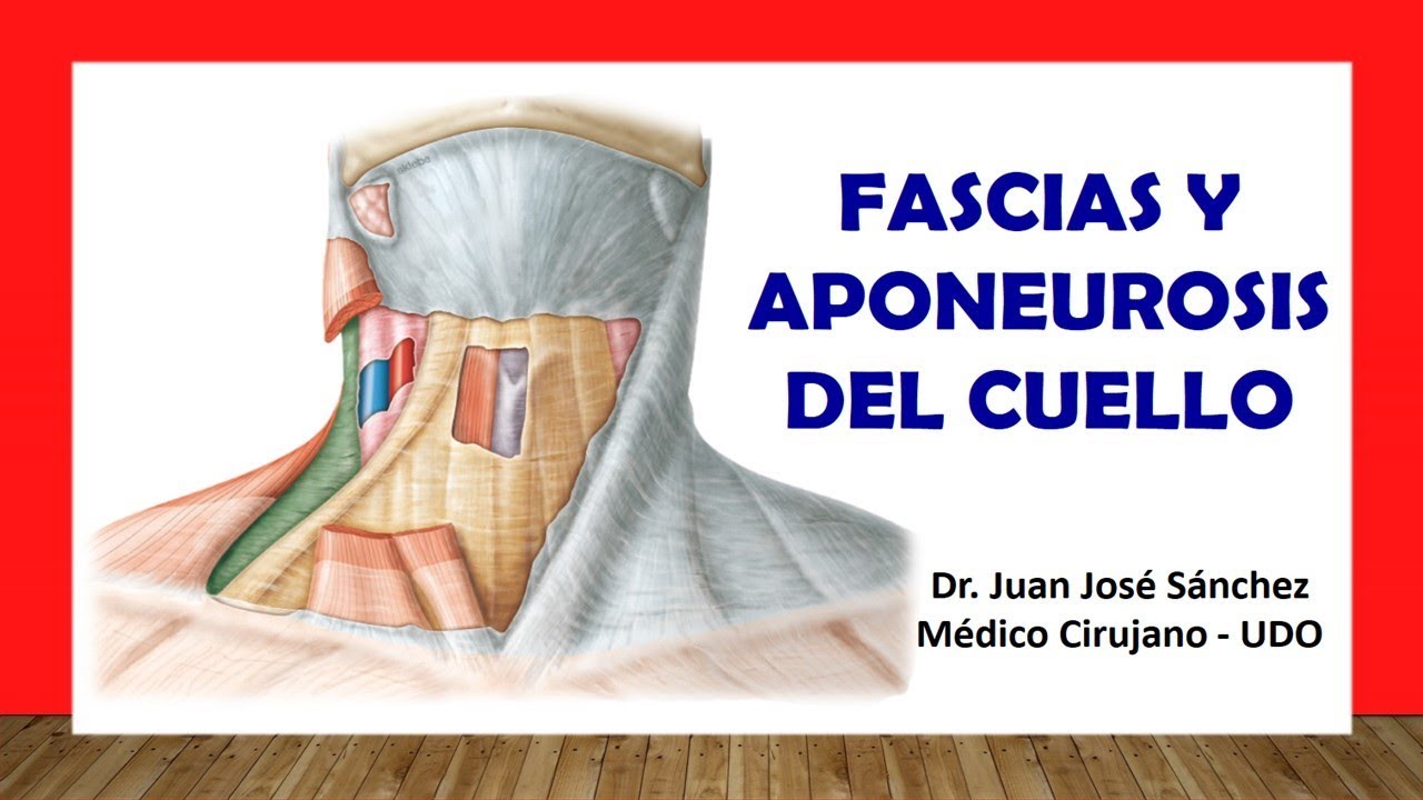 🥇 FASCIAS AND APONEUROSIS OF THE NECK. Easy, Fast and Simple