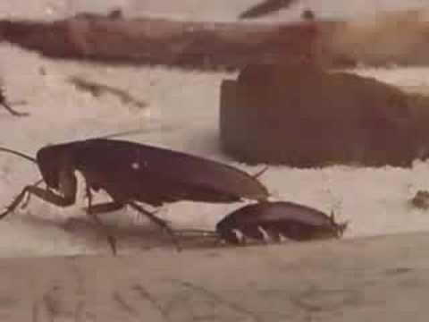 Miniatura de YouTube - Project Roach (Album Version Explicit)