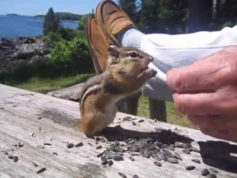Seymour Bernstein feeds Chipmunks and Red Squirrels.