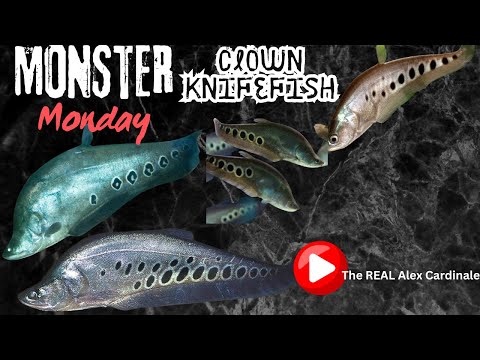 Clown Knifefish Chitala ornata monster monday