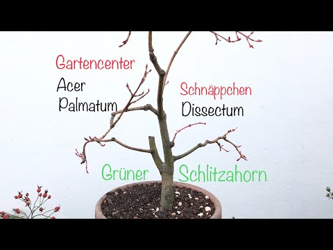 New Bonsai Acer Palmatum Dissectum ‼️Gartencenter Schnäppchen ‼️😉Bonsai oder Kleinholz 2023-35