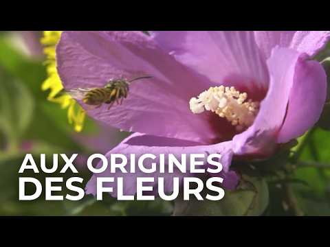 Flowers: The Riddle That Challenged Darwin