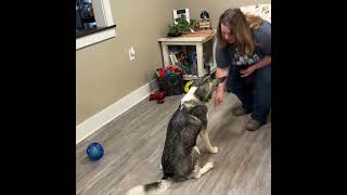 Video preview image #1 Mutt Puppy For Sale in Emmett, ID, USA