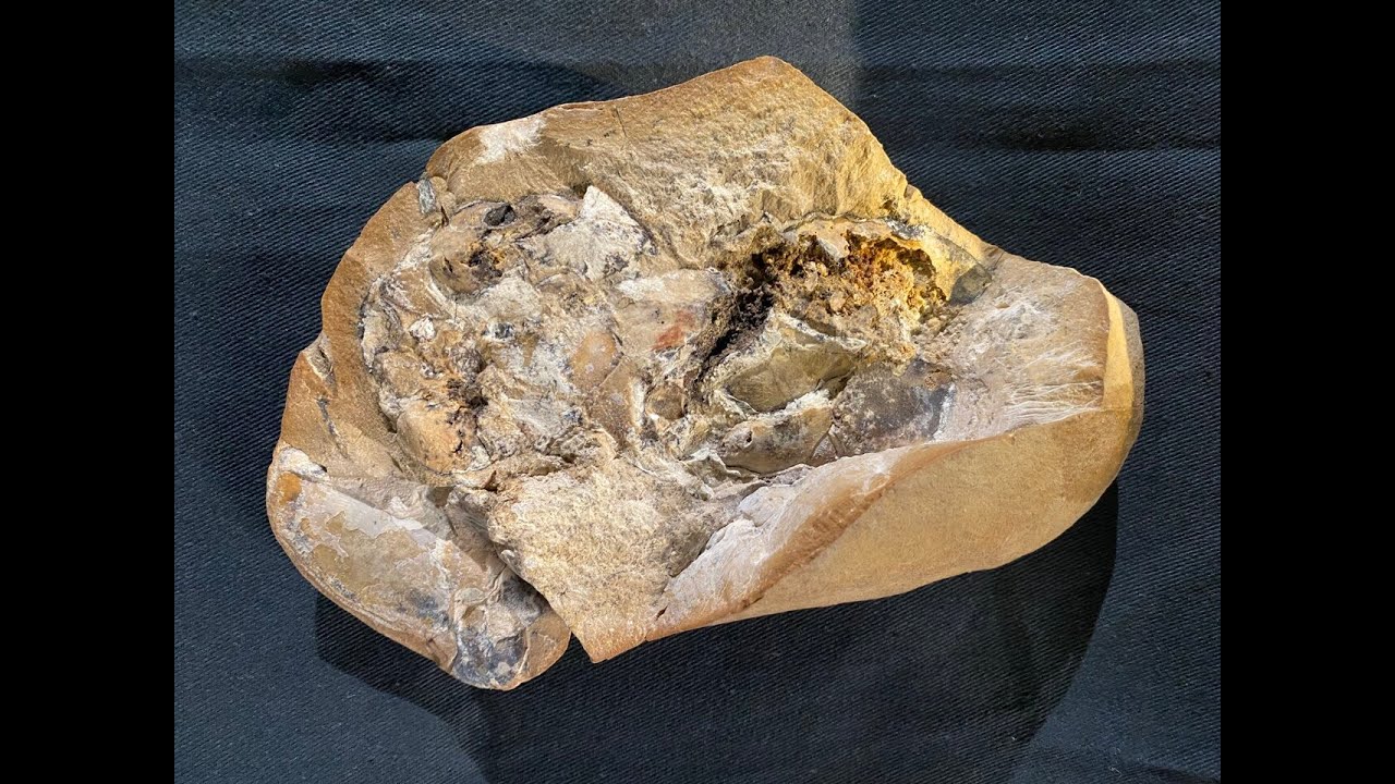 Das älteste Herz 380 Millionen Jahre alt (Video)