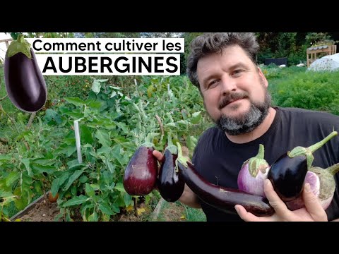 , title : 'Comment cultiver les AUBERGINES 🍆'