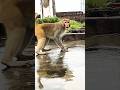 भोला बाबा का आशीर्वाद Mrchopravines Trending Funny Comedy Jokes 