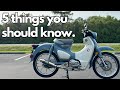 2024 Super Cub - What you should know before you buy NEW!