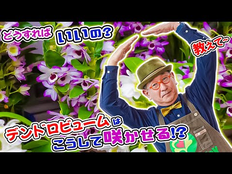 開花後の竹蘭のメンテナンス 植え替え 堆肥 腐った根を切る