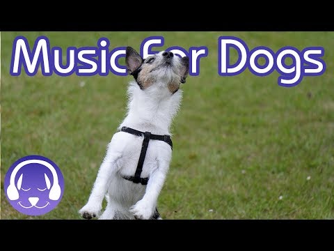 How to Entertain Your Dog - 15 Hours of Calming Music for Dogs! (2019!)