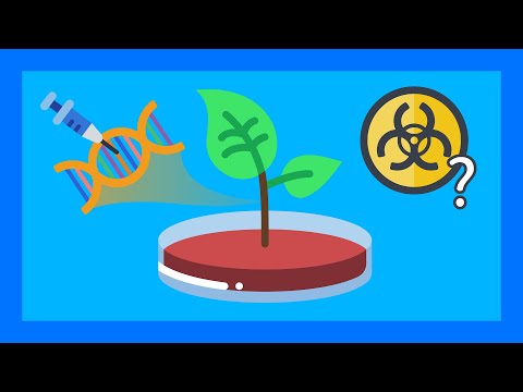 ► LES OGM SONT-ILS DANGEREUX POUR LA SANTÉ 🧬🥕