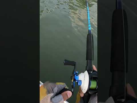 Pescada amarela - São Caetano de Odivelas #pescaria #caminhoparaumavidamelhor #pesca #oquefazernorio