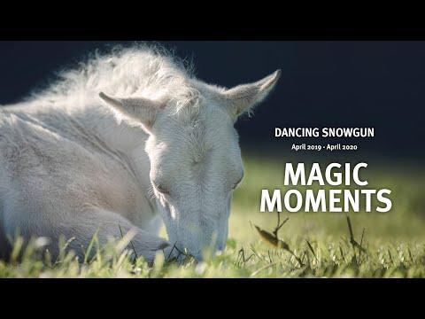 Magic Moments - die ersten 365 Tage im Leben der kleinen Stute Snow.