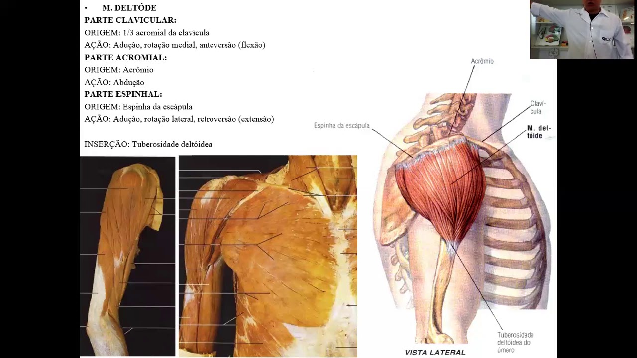 VÍDEO AULA TEÓRICA MÚSCULOS DO OMBRO