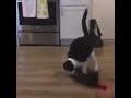 Gato Karateca